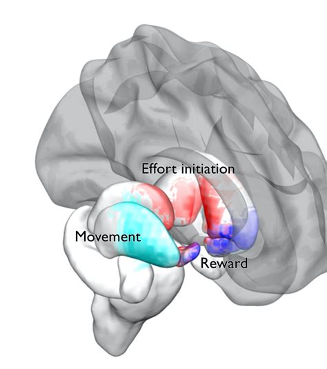 ventral striatum|Distinct regions of the striatum underlying effort, movement.